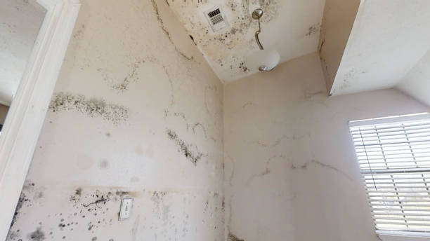 Best Mold Remediation for Healthcare Facilities  in Coldwater, MI