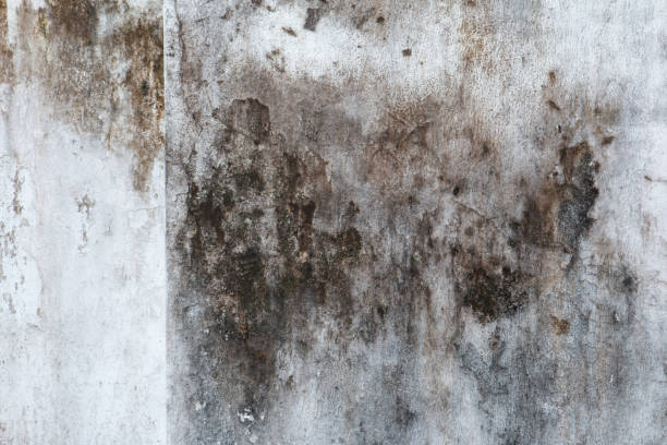 Best Mold Removal for HVAC Installations  in Coldwater, MI