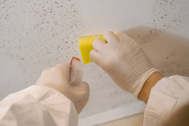 Reliable Coldwater, MI Mold Removal Solutions