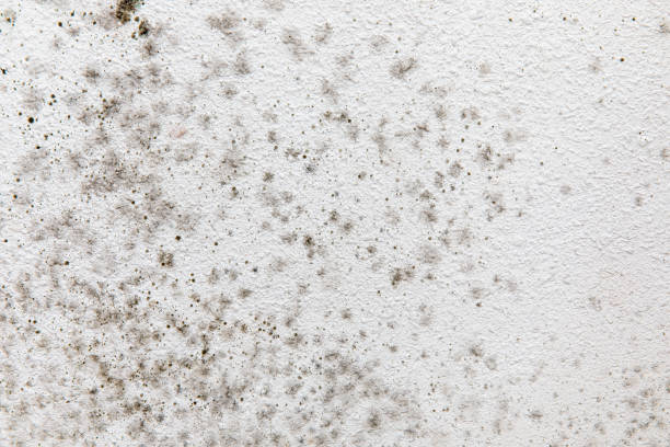 Best Emergency Mold Remediation  in Coldwater, MI