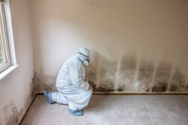 Best Residential Mold Inspection & Testing  in Coldwater, MI