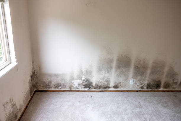 Mold Removal for HVAC Installations in Coldwater, MI