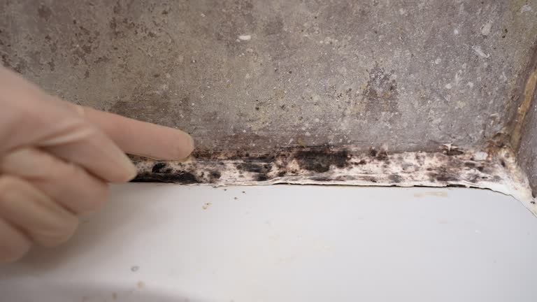 Best Commercial Mold Inspection  in Coldwater, MI
