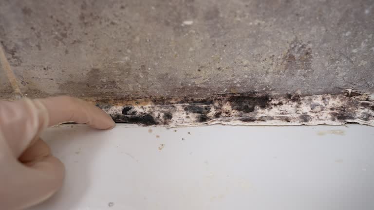 Best Water Damage & Mold Remediation  in Coldwater, MI